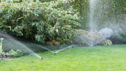 Irrigation of the garden with sprinkler system.
