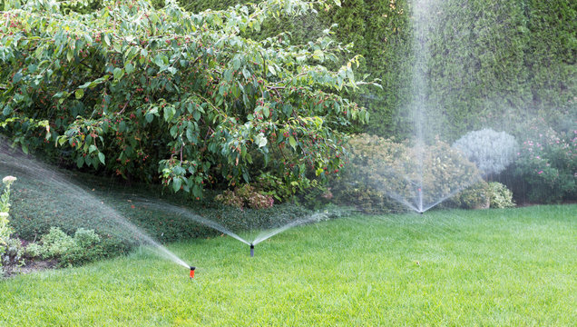 Irrigation of the garden with sprinkler system.