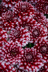 beautiful multicolored bouquets of dahlias grown in the summer garden.