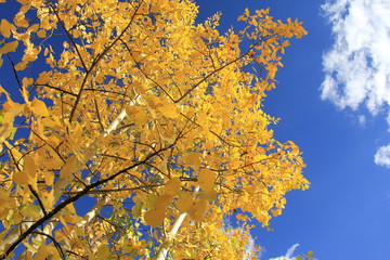 Fall Colors Aspen, Colorado