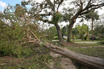 Fototapeta na wymiar Massive tree falls in a residential neighborhood and blocks the street and sidewalk as Hurricane Irma goes through Fort Lauderdale, Florida.
