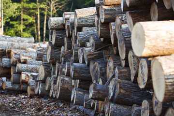 Lumber Yard