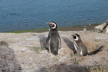 Fototapeta premium Pinguim