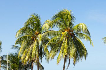 Coconut trees and the blue sky in the background.
