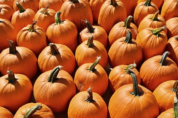 Pumpkin Background