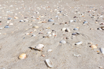 Scattered shells in the sand on the beach.