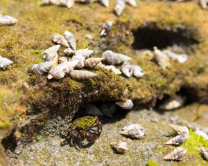 Small crab surrounded by shells. Detail of reef.
