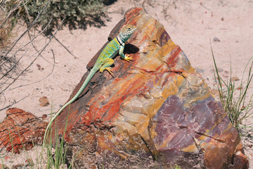Naklejka premium Crotaphytus collaris Jaszczurka z kołnierzem wschodnim na kawałku skamieniałego drewna tęczy. Park Narodowy Skamieniałego Lasu, Arizona