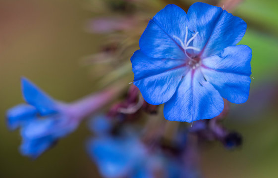 Macro photography of an Evergreen Alkanet