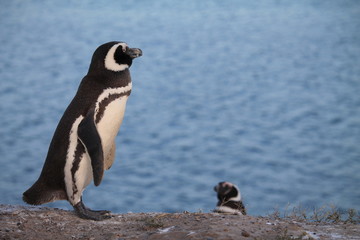 Fototapeta premium Pinguins