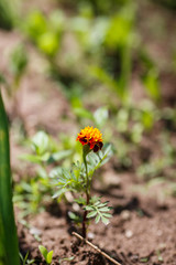 blooming flower Orange Tagetes 