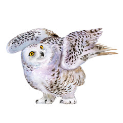 Snowy polar owl in flight isolated on background. Watercolor. Ilustration