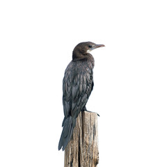 Little cormorant or Javanese cormorant or Microcarbo niger, beautiful bird isolated standing on  stump with white background, Thailand.