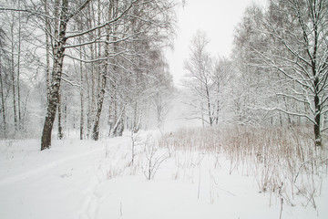Snowy tree alley