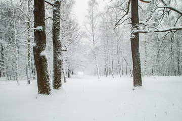 Snowy tree alley