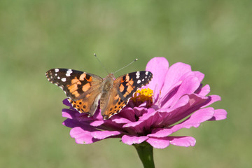 Obraz premium Painted Lady on a Zinnia