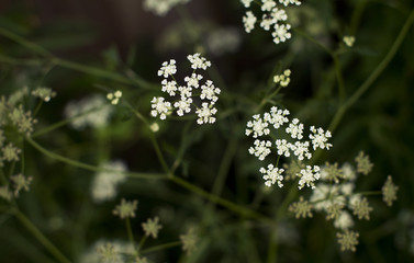 little white flowers on blurred green background