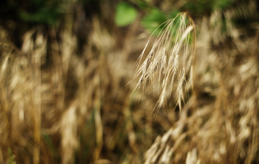 wheat like grass blurry background
