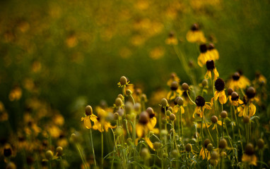 yellow flowers in a field