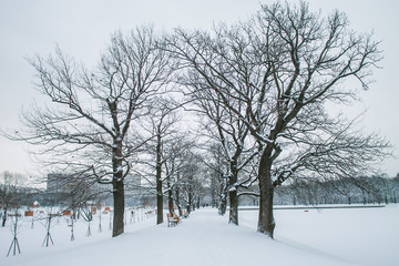 Snowy tree alley