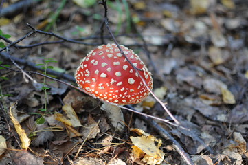 Red Amanita, Poisonous Organism, close up shot