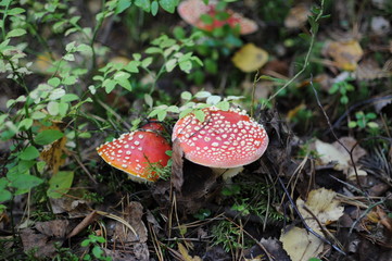Red Amanita, Poisonous Organism, close up shot