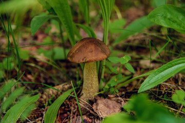 Edible mushrooms growing in the forest