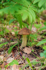 Edible mushrooms growing in the forest