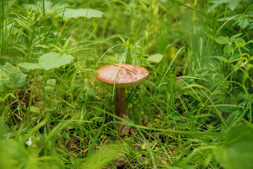 Edible mushrooms growing in the forest