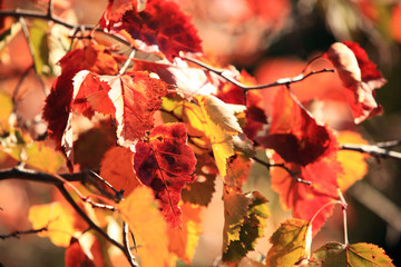 Осенние желтые листья