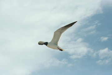 Black Headed Gull in Flight