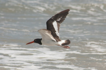 American Oystercatcher in Flight