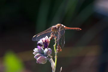 Dragonfly 