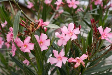 Pink Meadow flowers. Slovakia