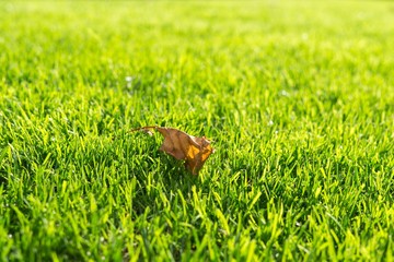Dry leaf on a green grass. Slovakia