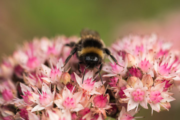 bee collecting nectar on beautiful flowers.