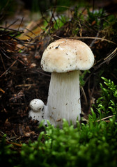 Young boletus edulis growing in moss