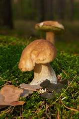 Two  boletus edulis growing in moss