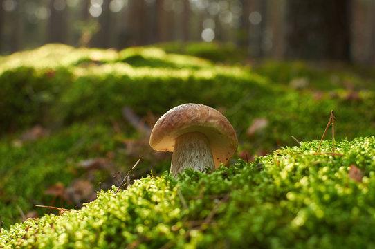 boletus edulis mushroom growing in moss on sunny lawn