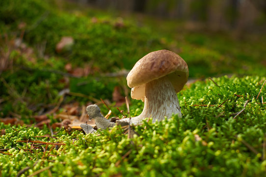 boletus edulis mushroom growing in moss on sunny lawn