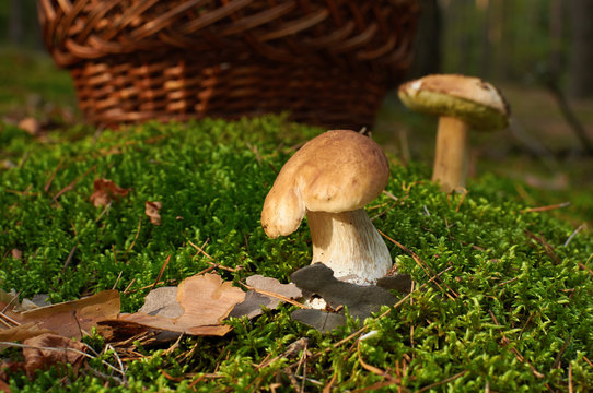 Two  boletus edulis mushroom near basket