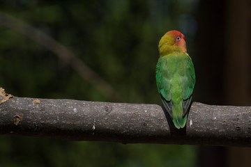 Vogel