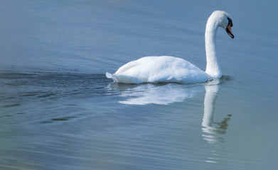 Fototapeta premium Mute Swan in a lake.