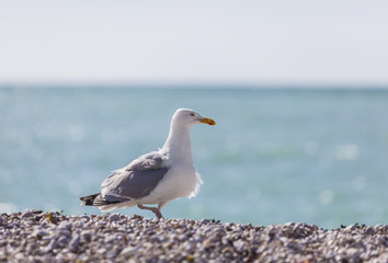 Seagull on the Beach