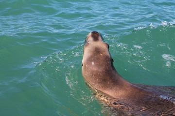 Obraz premium Leão Marinho