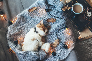 Lazy cat sleeping on woolen sweater