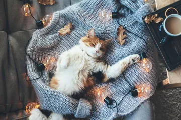 Fototapeten Faule Katze schläft auf Wollpullover © Alena Ozerova