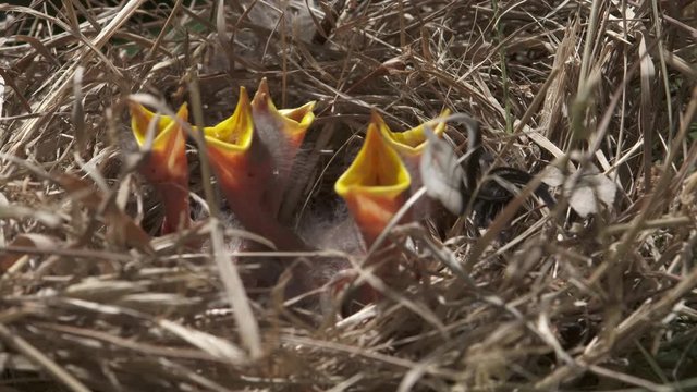 Close up, baby birds in nest