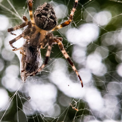 Orb weaver