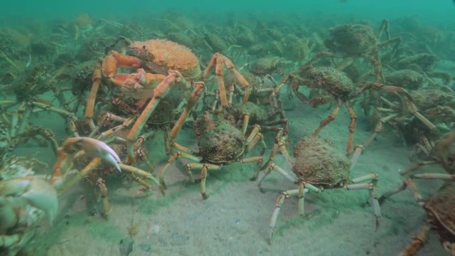 Group of crabs on ocean floor, POV